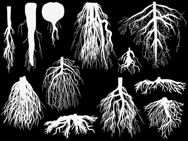 conjunto de raíces blancas aisladas en negro
 - Vector, Imagen