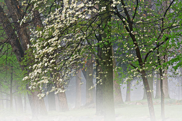 Tavaszi táj dogwood virágzik egy ködös reggel, Milham Park, Kalamazoo, Michigan, USA - Fotó, kép