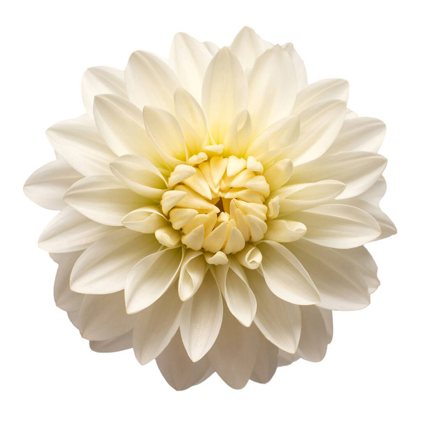Белая голова цветка георгины изолирована на белом фоне. Весна, сад. Плоский, вид сверху
 - Фото, изображение