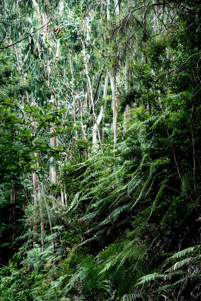 Paprocie na plakacie leśnym. Zdjęcie paproci - Zdjęcie, obraz
