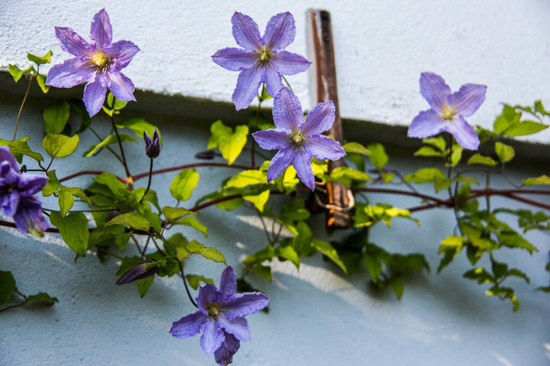 kék virágzó klematisz az ínszalagon - Fotó, kép