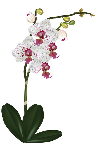 isolierte rosa gefleckte Orchideenblume - Vektor, Bild