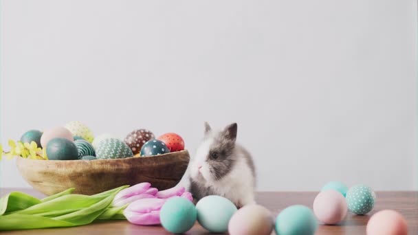 Lindo conejito de Pascua en la mesa de madera con coloridos huevos y tulipanes. Decoraciones de Pascua
. - Metraje, vídeo