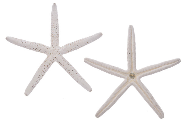 Paire d'étoiles de mer blanches
 - Photo, image