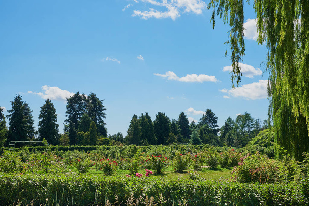 Beau paysage avec sapins, fleurs, saule pleureur, cumulus nuageux, ciel bleu par une journée d'été ensoleillée. Jardin botanique national (Kiev, Ukraine)
) - Photo, image