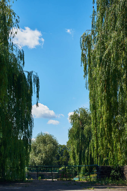 Krásná krajina s velkými plačícími vrbami, hromadnými mraky, modrá obloha za slunečného letního dne. Národní botanická zahrada (Kyjev, Ukrajina) - Fotografie, Obrázek