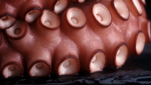Close up of octopus tentacles - Φωτογραφία, εικόνα