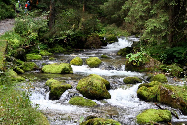 Zubogó erdei forrás. Tátrai Nemzeti park, a Kárpátok. - Fotó, kép