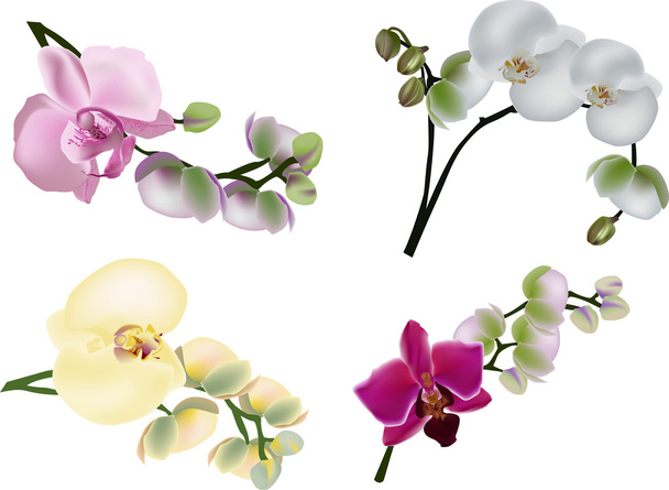 четыре цветных ветви орхидей на белом
 - Вектор,изображение