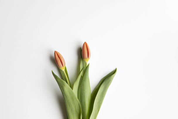 Ted tulips flat lay on white background  with copy pace. Seasonal, easter, spring flowers mood background. - Φωτογραφία, εικόνα