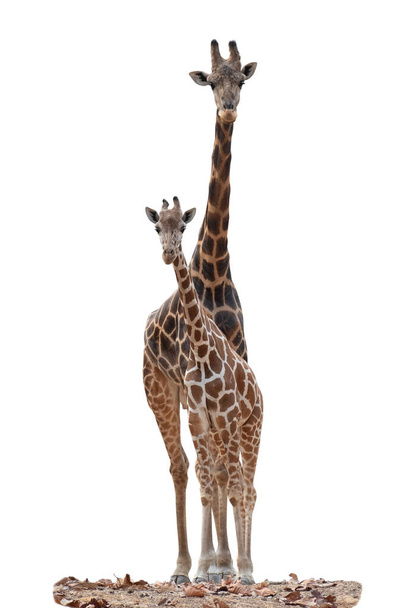 a zsiráf élőhely általában megtalálható az afrikai szavanna, gyepek vagy nyitott erdők - Fotó, kép