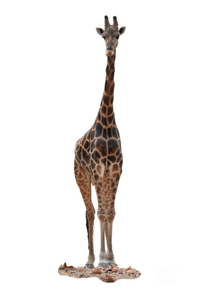 Жираф в Хабітат зазвичай знаходяться в африканських саван, Трав'яна земля або відкриті ліси - Фото, зображення