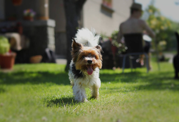 Biewer Terrier walks around the garden with open mouth and tongue out. Cute Biewer Yorkshire Terrier in middle of the attention. Slow motion. Tiny devil. Funny face. Happiness of freedom. - Photo, Image