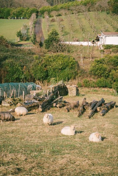 gregge di pecore sdraiato sull'erba in un pomeriggio di sole
 - Foto, immagini
