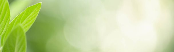Close-up van de natuur te bekijken groen blad op wazig groen achtergrond onder zonlicht met bokeh en kopieer ruimte met behulp van als achtergrond natuurlijke planten landschap, ecologie cover concept. - Foto, afbeelding