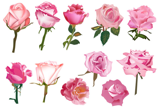 eleven pink isolated roses - Vector, Image