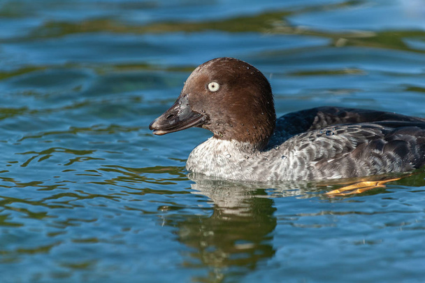 Close up portrait of adult female common goldeneye in water - Photo, Image