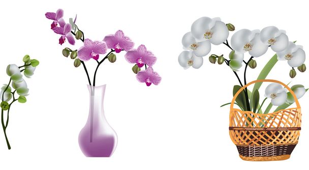 pink and white isolated orchid flowers - Vector, Image