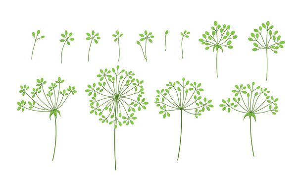 Vector set of Botanical elements-field grass leaves branches isolated on white. Flower set. Herbarium. Beautiful vector design element for birthday invitation, wedding, postcard design. - Vector, imagen