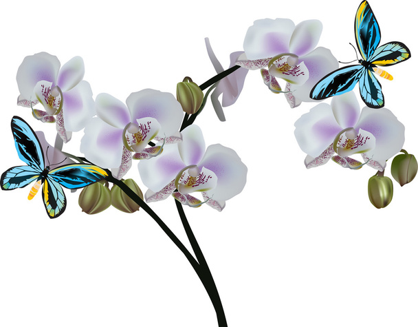 flores de orquídea ligera y dos mariposas azules
 - Vector, Imagen