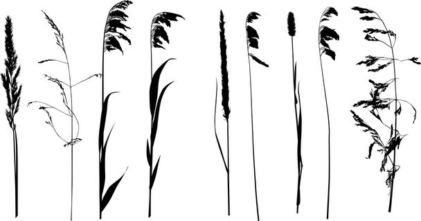 nine wild plants silhouette isolated on white - Vector, Image