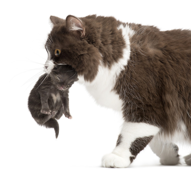 Close-up of a British Longhair carrying a one week old kitten, i - Photo, Image