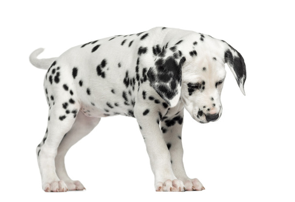 Dalmatian puppy standing, looking down, isolated on white - Photo, Image