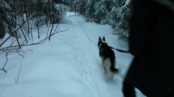 Beautiful Photo of a Girl walking with happy husky dog in wintertime - Filmati, video