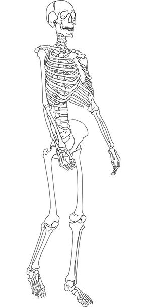 einzelnes menschliches Skelett - Vektor, Bild