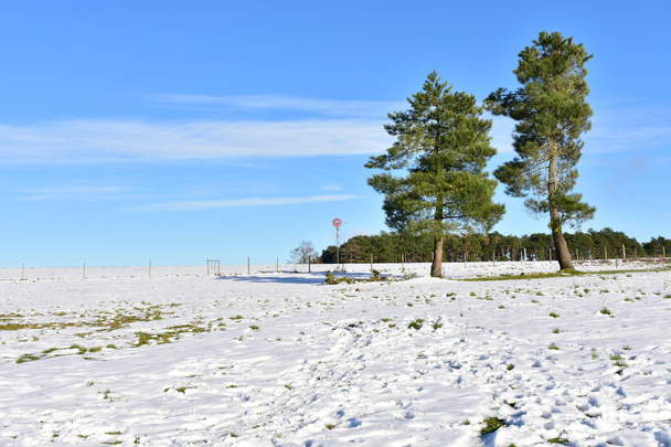 雪原と冬の風景、松の木ともポンプで。Ancares, Lugo, Galicia,スペイン. - 写真・画像