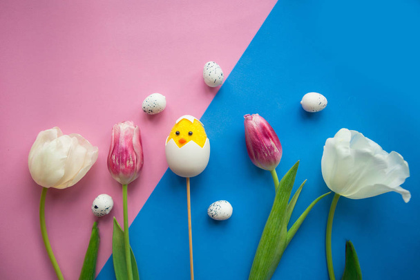tulipán és játék csirke héj kék és rózsaszín háttérrel. Húsvéti üdvözlőlap - Fotó, kép