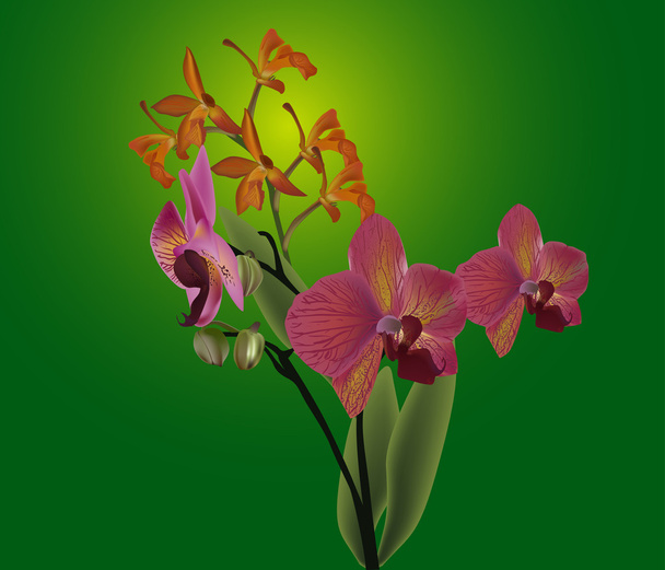 σκούρο ροζ ορχιδέα λουλούδια σε πράσινο φόντο - Διάνυσμα, εικόνα