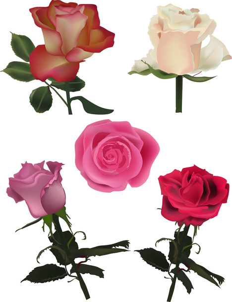 set of five isolated color roses - Vector, Image
