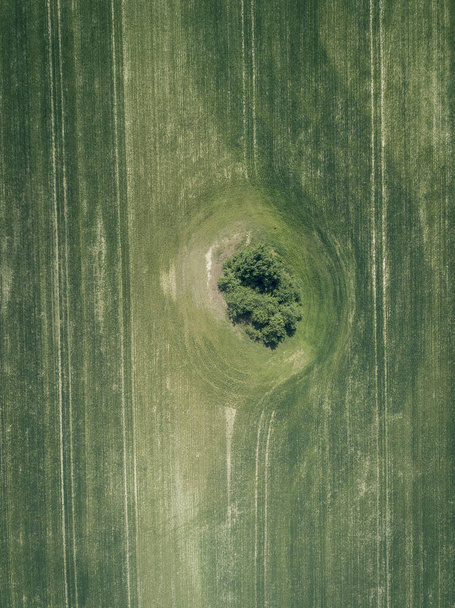 Aerial view of green field and a lonely tree. - Fotografie, Obrázek