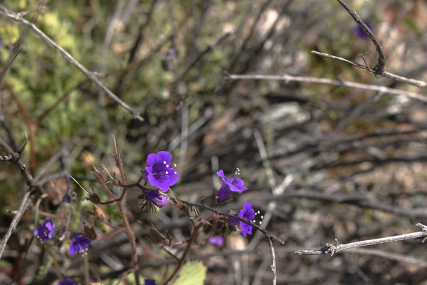 Canterbury Bells pieni sininen kevät vuotuinen ja kaksivuotinen villi kukka, lähikuva kuivuus suvaitsevainen natiivi kasvi
. - Valokuva, kuva