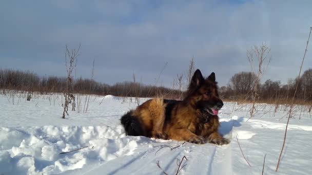 Duitse herdershond ligt in de sneeuw op een zonnige dag - Video