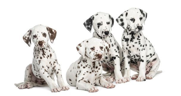 Group of Dalmatian puppies sitting, isolated on white - Photo, Image