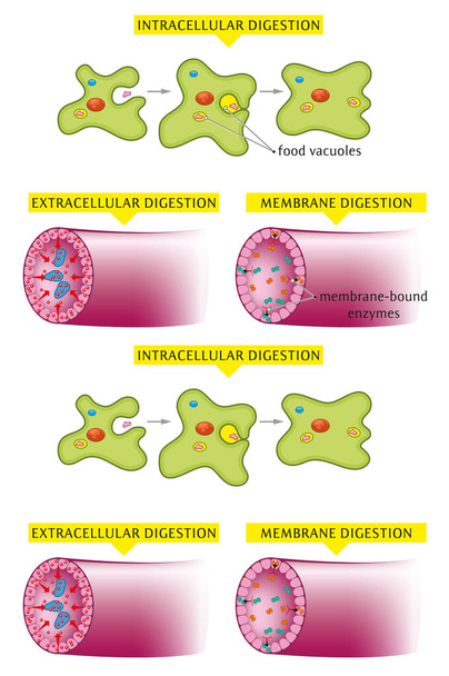Εικονογραφημένα παραδείγματα ενδοκυτταρικού εξωκυτταρικού τύπου και τύπου μεμβράνης πέψης. - Διάνυσμα, εικόνα