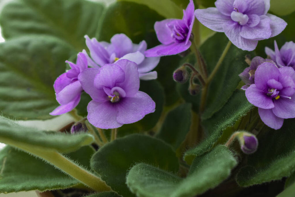 Home violets, a plant with purple flowers in the spring - Φωτογραφία, εικόνα