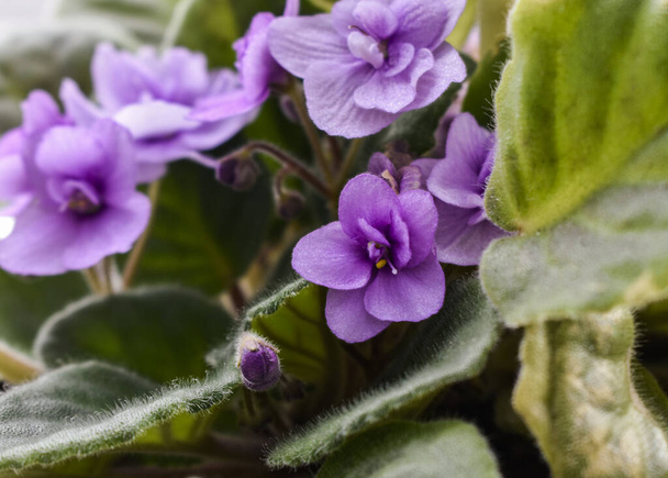potted flowers, homemade purple flowers, homemade violets - Foto, Imagen