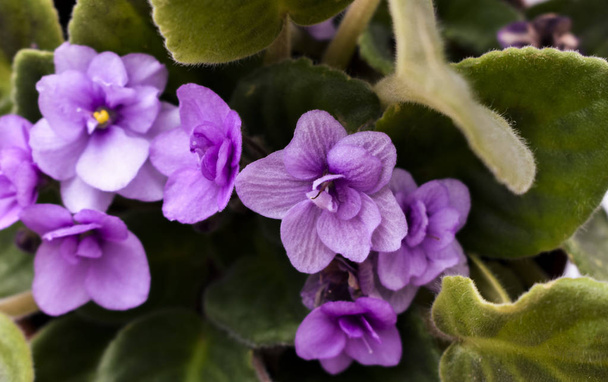 potted flowers, homemade purple flowers, homemade violets - Foto, imagen