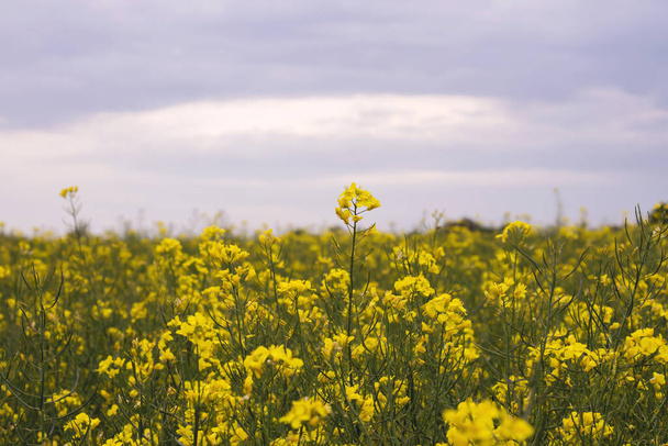 Rapeseed yellow flowers landscape in springtime  - Foto, afbeelding