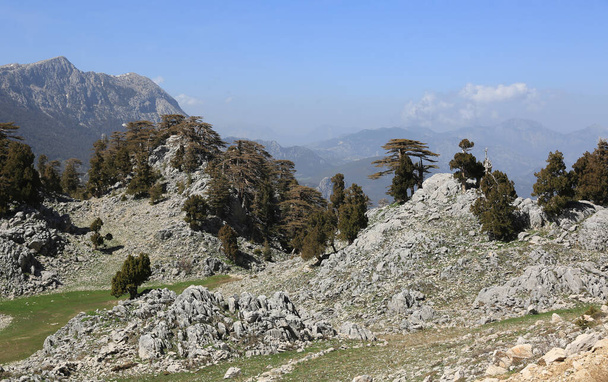 rocky valley with cedar trees on stones. Likya Yolu tourist pathway in Turkey - Foto, afbeelding