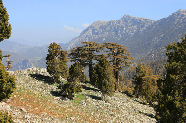 Drzewa cedrowe w skalistej dolinie w słoneczny dzień. Turcja, Likya Yolu ścieżka turystyczna - Zdjęcie, obraz