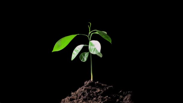 Зеленый росток, растущий из земли
 - Кадры, видео