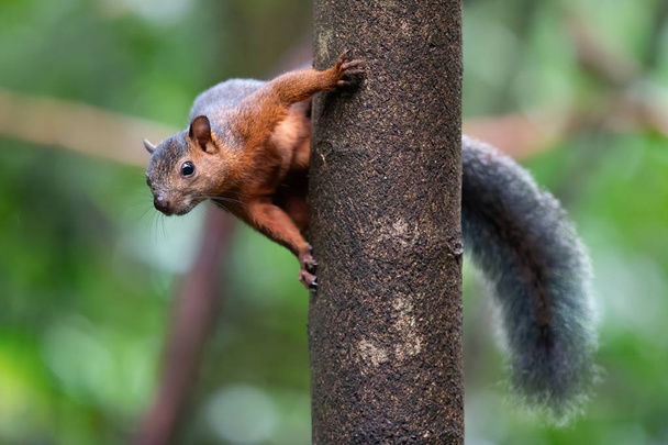 Słodka mała wiewiórka, dzika przyroda Ameryki  - Zdjęcie, obraz