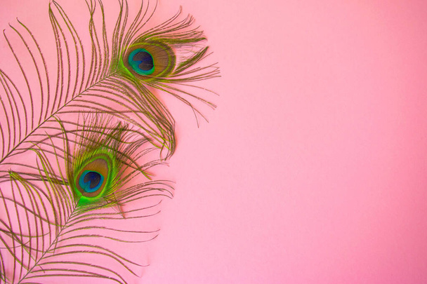Hermosas plumas de la cola de un pavo real sobre un fondo de color rosa claro pastel aislado. Foto de tema para diseño con espacio de copia en estilo mínimo, plantilla para letras o texto
 . - Foto, imagen
