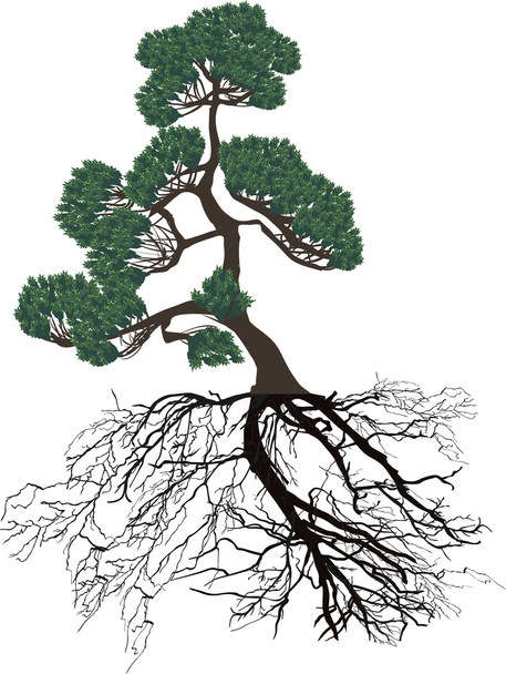 pino verde con raíces negras sobre blanco
 - Vector, Imagen