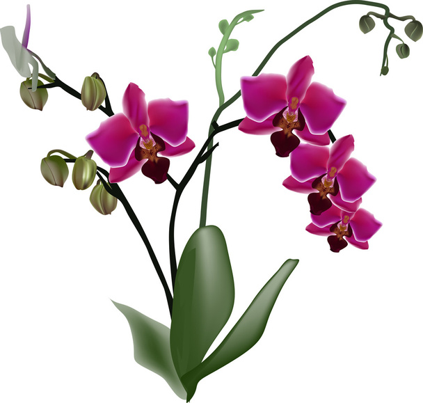 4 つの花と濃いピンク蘭の枝 - ベクター画像
