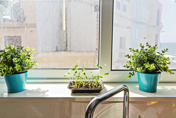 窓ガラスの汚れたガラス窓のキッチンからの眺め。まだ、豆の若い苗、家庭菜園と緑の概念です。 - 写真・画像